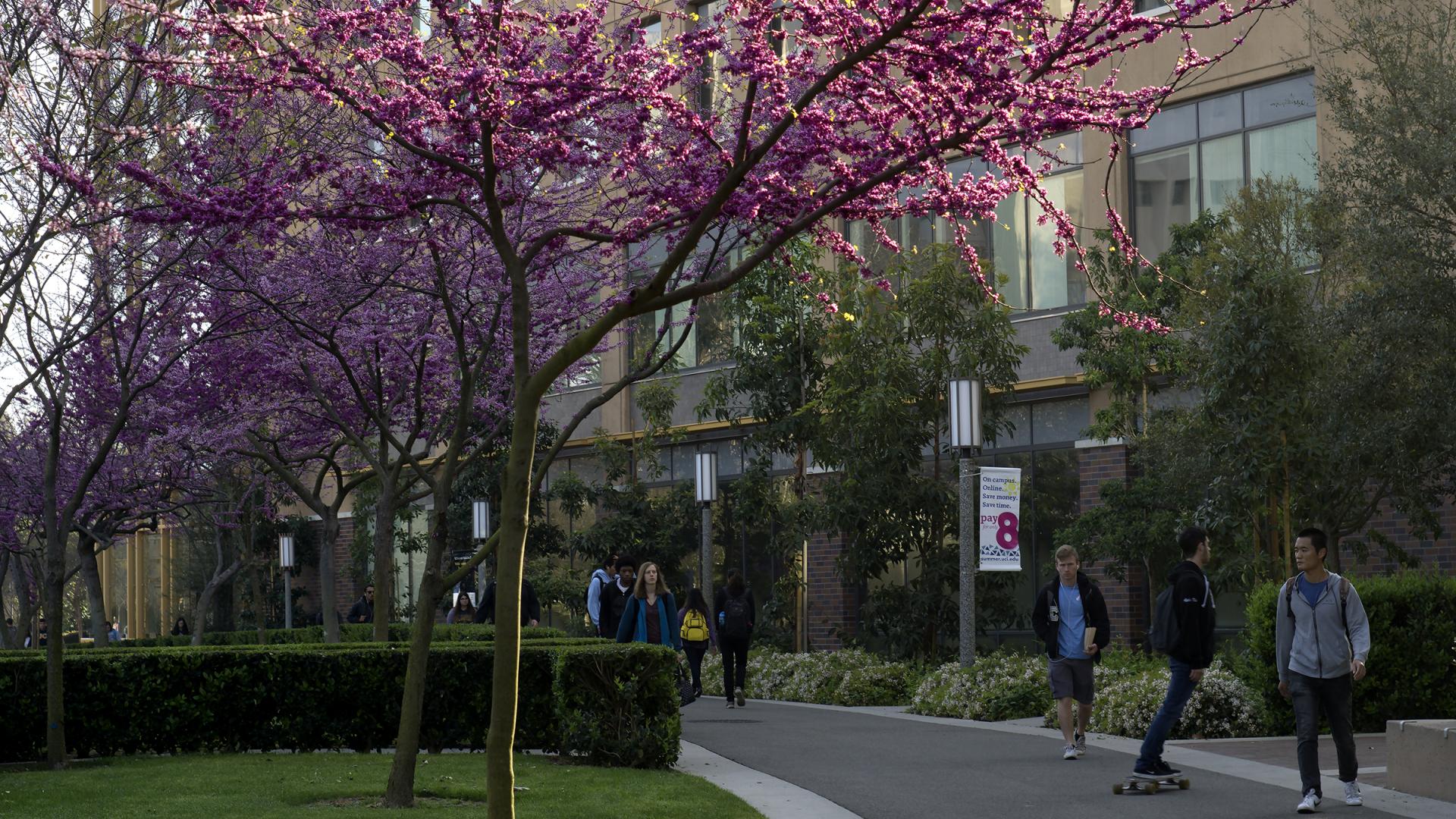 Trees bloom on ring road between Bren hall and Engineering Hall at UCI. photo: Steve Zylius/UCI